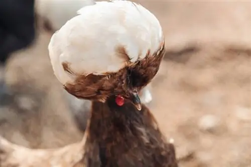 Polské kuře: Průvodce péčí, Odrůdy, Životnost & Více (s obrázky)