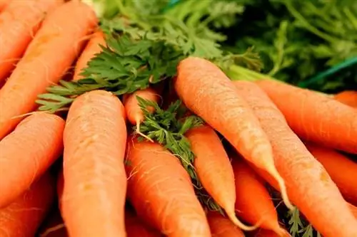 क्या मुर्गियां गाजर खा सकती हैं? आपको क्या जानने की आवश्यकता है