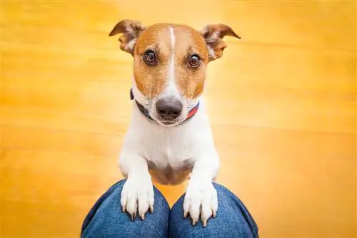 Wie man einem Hund das Betteln beibringt – 7 Tipps & Tricks