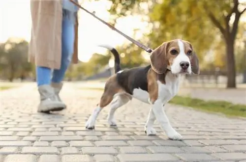 Beagles có mùi không? Chúng có mùi hơn hầu hết các giống chó không?