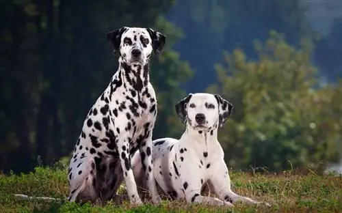 130+ Maarufu & Majina ya Kipekee ya Dalmatian