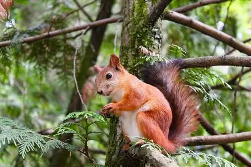 Dorombolnak a mókusok? Az érdekes válasz