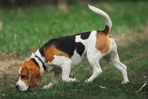 Miten ja mitä Beagles metsästää? 4 yleistä saalistyyppiä