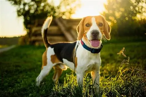 Hur mycket motion behöver en Beagle? Vad du behöver veta