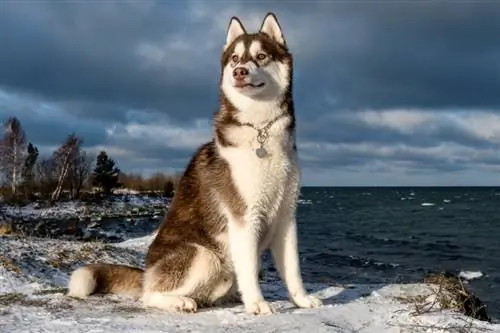 251 Popular & Nombres únicos de husky siberiano: ideas masculinas y femeninas