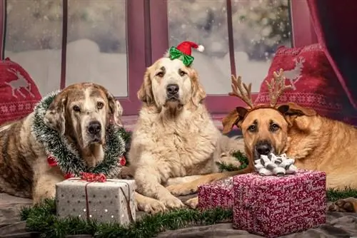 200+ otroliga och festliga julnamn för hundar