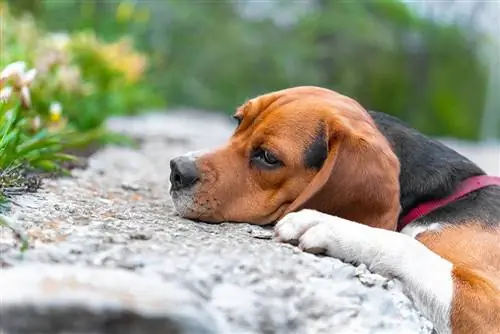 Puas yog Kuv Beagle Puas Muaj Kev Nyuaj Siab? Puas yog nws zoo rau Beagles?