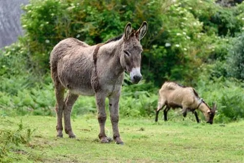 Kunnen ezels en geiten met elkaar overweg? Kunnen ze bij elkaar worden gehouden?