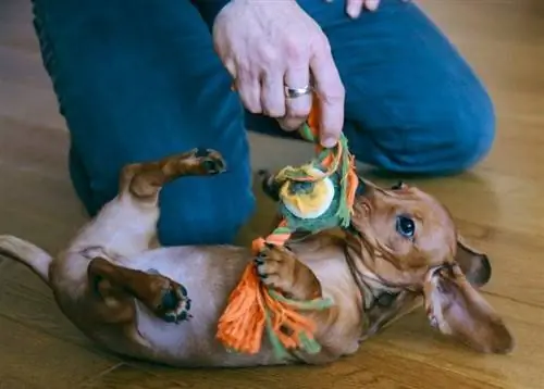 Cách khiến chú chó của bạn yêu thích món đồ chơi mới của chúng – 5 cách tuyệt vời
