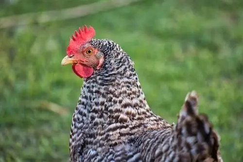 Plymouth Rock (Barred Rock) Chicken: Facts, Lifespan, Care Guide & Περισσότερα (με εικόνες)