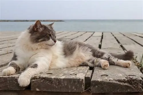 Ali imajo mačke rade plažo? 4 razlogi zakaj ali zakaj ne