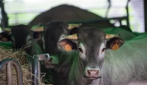 Базадская порода крупного рогатого скота: факты, использование, происхождение, фотографии & Характеристики