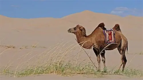 Hva spiser kameler i naturen og som kjæledyr?
