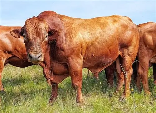 Beefmaster Hovädzí dobytok: Fakty, použitie, pôvod, obrázky & Charakteristika