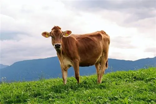 Moeten koeien drachtig zijn om melk te produceren?