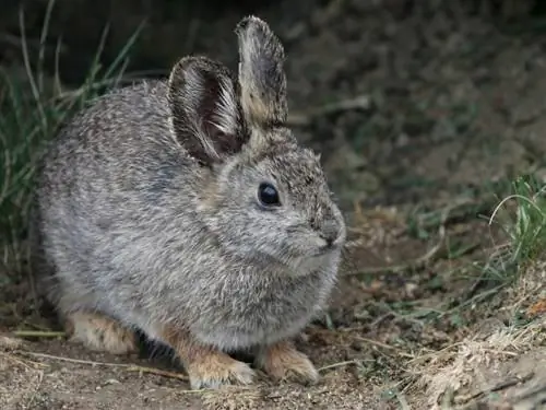 Pygmy Rabbit Breed. Facts, Lifespan, Behavior & Խնամքի ուղեցույց (նկարներով)