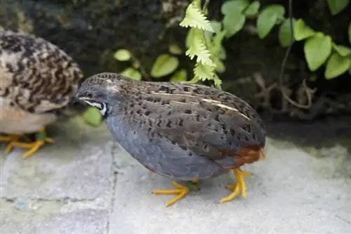 King Quail: fatti, uso, origini, immagini & Caratteristiche