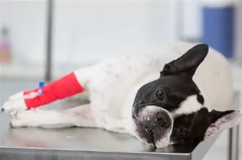 Polvilumpion luksaatio koirilla – merkit, oireet ja hoito (eläinlääkärin vastaus)