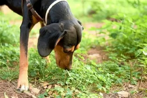 Perché il mio cane mangia l'erba? Perché il loro stomaco gorgoglia? 5 possibili motivi