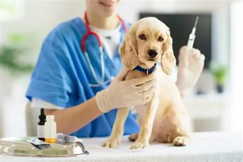 Koľko stojí očkovanie šteniat psa & v Austrálii?