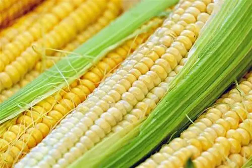 Maaari Bang Kumain ng Corn Cobs ang mga Manok? Ito ba ay Malusog?