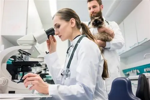 Xét nghiệm ADN của mèo hoạt động như thế nào? Mọi thư bạn cân biêt