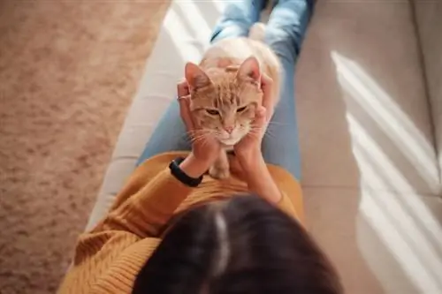 Hoe een kat te registreren als dier voor emotionele steun