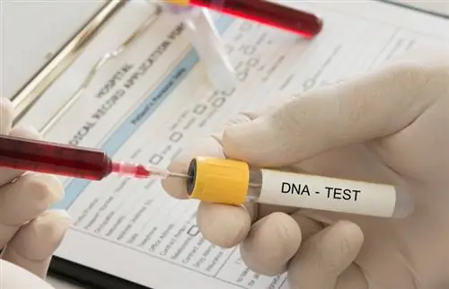 آیا می توانید یک سگ را با آزمایش DNA ثبت نام کنید؟ چه چیزی میخواهید بدانید