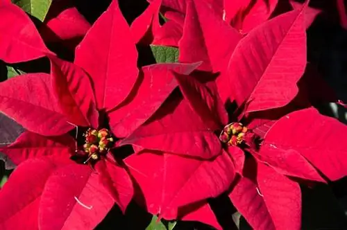 Πώς να κρατήσετε τις γάτες μακριά από τα Poinsettias (6 χρήσιμες συμβουλές)