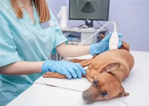 Kuinka paljon koiran ultraääni maksaa? (2023 hintaopas)