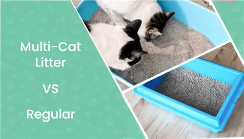 Multi-Katzenstreu vs. normales Katzenstreu: Welches ist besser? Unser Vergleich 2023