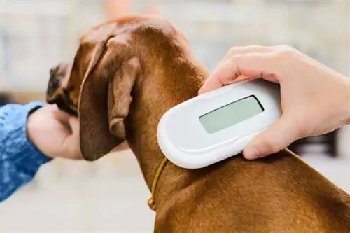Kassi või koera mikrokiibistamise keskmine hind Ühendkuningriigis (2023. aasta juhend)