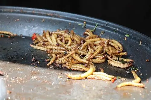 I ricci possono mangiare i vermi della farina? Ecco cosa devi sapere