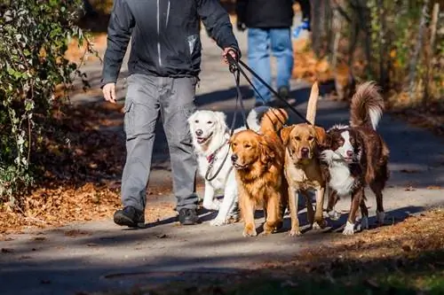 Cik uzdāvināt suņu pastaigu staigātājam Ziemassvētkos 2023. gadā