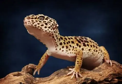 Sa shpesh duhet të kërcejë një Gecko Leopard?