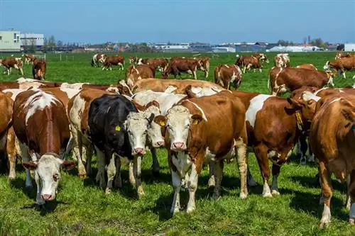 Quantes vaques hi ha a Texas? (Actualització 2023)