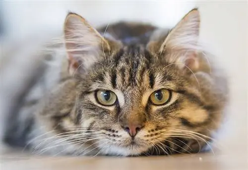 Van reggeli utáni tabletta macskáknak? Állatorvosaink válaszai