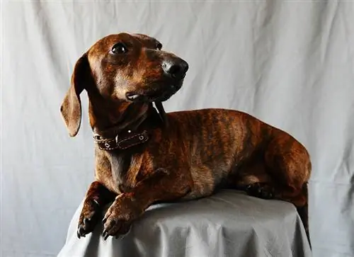 Brindle Dachshund: Facts, Origin & History (with Pictures)