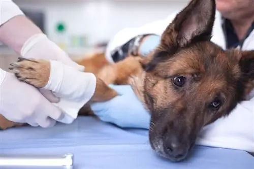 Kiek kainuoja šuns lūžusios kojos operacija? (2023 m. atnaujinimas)