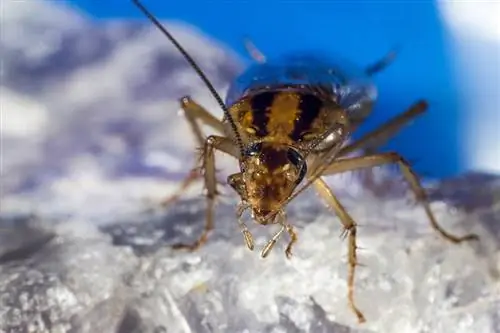 Ядат ли паяците хлебарки? Всичко, което искате да знаете