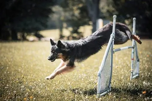 Sådan træner du en hund til at hoppe (4 teknikker)