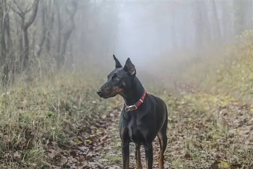 Black Doberman: รูปภาพ ข้อมูล คำถามที่พบบ่อย & เพิ่มเติม