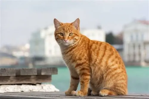 100+ نام گربه آلمانی: گزینه های منحصر به فرد برای گربه شما (با معانی)