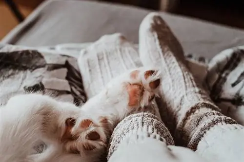 Czy wszystkie koty mają płetwiaste stopy? Jest to normalne?