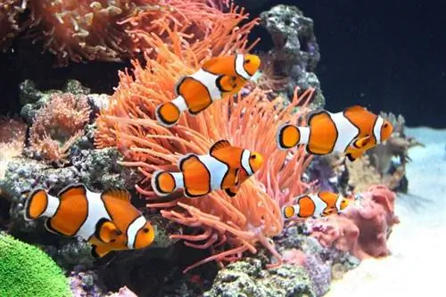 Comment les poissons clowns et les anémones de mer s'entraident (relation symbiotique)
