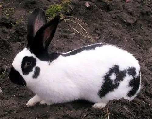8 топлоустойчиви породи зайци (със снимки)