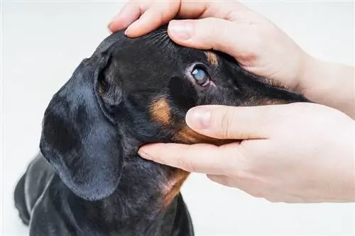 Szürkehályog kutyáknál: okok, tünetek, kezelés, & Megelőzés