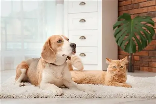 Er beagler gode med katte? Kan de holdes sammen?