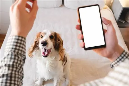 آیا اپلیکیشن‌های Dog Whistle واقعاً کار می‌کنند؟ هر آنچه که باید بدانید
