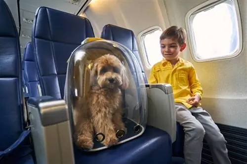Iskaču li pseće uši u avionima? Sve što trebate znati
